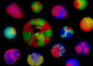 Our paper on morphogenetic engineering bacterial colonies has been accepted