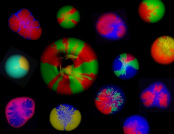 Our paper on morphogenetic engineering bacterial colonies has been accepted