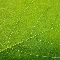 leaf-1631181_1920 leaf-1631181_1920
