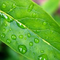 plant-leaf-1361447 plant-leaf-1361447