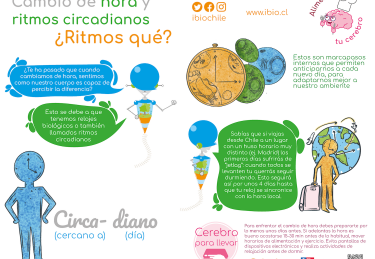 Info 4 Ritmo circadiano cambio hora WEB