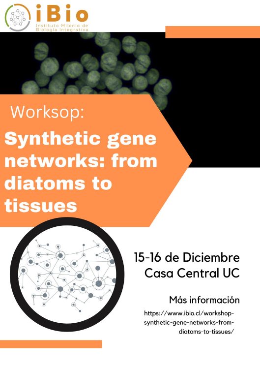 Synthetic gene networks from diatoms to tissues